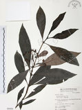 中文名:九節木(S054456)學名:Psychotria rubra (Lour.) Poir.(S054456)中文別名:牛屎烏英文名:Wild Coffee