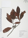 中文名:九節木(S054885)學名:Psychotria rubra (Lour.) Poir.(S054885)中文別名:牛屎烏英文名:Wild Coffee