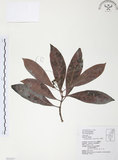 中文名:九節木(S063657)學名:Psychotria rubra (Lour.) Poir.(S063657)中文別名:牛屎烏英文名:Wild Coffee