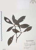 中文名:九節木(S064120)學名:Psychotria rubra (Lour.) Poir.(S064120)中文別名:牛屎烏英文名:Wild Coffee