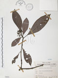 中文名:九節木(S066001)學名:Psychotria rubra (Lour.) Poir.(S066001)中文別名:牛屎烏英文名:Wild Coffee