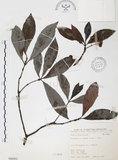 中文名:九節木(S066002)學名:Psychotria rubra (Lour.) Poir.(S066002)中文別名:牛屎烏英文名:Wild Coffee