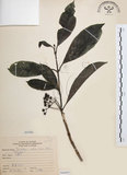 中文名:九節木(S066003)學名:Psychotria rubra (Lour.) Poir.(S066003)中文別名:牛屎烏英文名:Wild Coffee