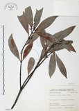中文名:九節木(S066019)學名:Psychotria rubra (Lour.) Poir.(S066019)中文別名:牛屎烏英文名:Wild Coffee