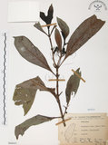 中文名:九節木(S066045)學名:Psychotria rubra (Lour.) Poir.(S066045)中文別名:牛屎烏英文名:Wild Coffee