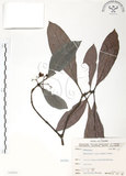 中文名:九節木(S066046)學名:Psychotria rubra (Lour.) Poir.(S066046)中文別名:牛屎烏英文名:Wild Coffee
