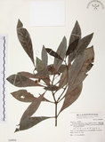 中文名:九節木(S069894)學名:Psychotria rubra (Lour.) Poir.(S069894)中文別名:牛屎烏英文名:Wild Coffee