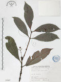 中文名:九節木(S070407)學名:Psychotria rubra (Lour.) Poir.(S070407)中文別名:牛屎烏英文名:Wild Coffee