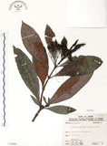 中文名:九節木(S070408)學名:Psychotria rubra (Lour.) Poir.(S070408)中文別名:牛屎烏英文名:Wild Coffee