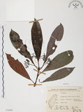 中文名:九節木(S070409)學名:Psychotria rubra (Lour.) Poir.(S070409)中文別名:牛屎烏英文名:Wild Coffee