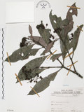 中文名:九節木(S070446)學名:Psychotria rubra (Lour.) Poir.(S070446)中文別名:牛屎烏英文名:Wild Coffee