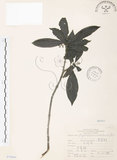 中文名:九節木(S070448)學名:Psychotria rubra (Lour.) Poir.(S070448)中文別名:牛屎烏英文名:Wild Coffee