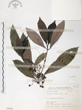 中文名:九節木(S070449)學名:Psychotria rubra (Lour.) Poir.(S070449)中文別名:牛屎烏英文名:Wild Coffee