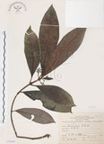 中文名:九節木(S070450)學名:Psychotria rubra (Lour.) Poir.(S070450)中文別名:牛屎烏英文名:Wild Coffee