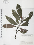 中文名:九節木(S070453)學名:Psychotria rubra (Lour.) Poir.(S070453)中文別名:牛屎烏英文名:Wild Coffee