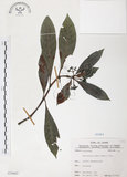 中文名:九節木(S070462)學名:Psychotria rubra (Lour.) Poir.(S070462)中文別名:牛屎烏英文名:Wild Coffee