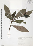 中文名:九節木(S070464)學名:Psychotria rubra (Lour.) Poir.(S070464)中文別名:牛屎烏英文名:Wild Coffee