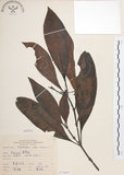 中文名:九節木(S070465)學名:Psychotria rubra (Lour.) Poir.(S070465)中文別名:牛屎烏英文名:Wild Coffee