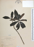 中文名:九節木(S070485)學名:Psychotria rubra (Lour.) Poir.(S070485)中文別名:牛屎烏英文名:Wild Coffee