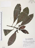 中文名:九節木(S071829)學名:Psychotria rubra (Lour.) Poir.(S071829)中文別名:牛屎烏英文名:Wild Coffee