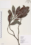 中文名:九節木(S072374)學名:Psychotria rubra (Lour.) Poir.(S072374)中文別名:牛屎烏英文名:Wild Coffee