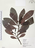 中文名:九節木(S072540)學名:Psychotria rubra (Lour.) Poir.(S072540)中文別名:牛屎烏英文名:Wild Coffee