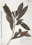 中文名:九節木(S072937)學名:Psychotria rubra (Lour.) Poir.(S072937)中文別名:牛屎烏英文名:Wild Coffee
