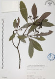 中文名:九節木(S073043)學名:Psychotria rubra (Lour.) Poir.(S073043)中文別名:牛屎烏英文名:Wild Coffee