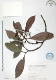 中文名:九節木(S073044)學名:Psychotria rubra (Lour.) Poir.(S073044)中文別名:牛屎烏英文名:Wild Coffee