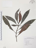 中文名:九節木(S077308)學名:Psychotria rubra (Lour.) Poir.(S077308)中文別名:牛屎烏英文名:Wild Coffee