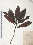 中文名:九節木(S078674)學名:Psychotria rubra (Lour.) Poir.(S078674)中文別名:牛屎烏英文名:Wild Coffee