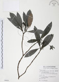 中文名:九節木(S080028)學名:Psychotria rubra (Lour.) Poir.(S080028)中文別名:牛屎烏英文名:Wild Coffee