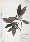 中文名:九節木(S082402)學名:Psychotria rubra (Lour.) Poir.(S082402)中文別名:牛屎烏英文名:Wild Coffee