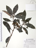 中文名:九節木(S082560)學名:Psychotria rubra (Lour.) Poir.(S082560)中文別名:牛屎烏英文名:Wild Coffee