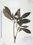 中文名:九節木(S082584)學名:Psychotria rubra (Lour.) Poir.(S082584)中文別名:牛屎烏英文名:Wild Coffee