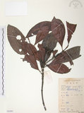 中文名:九節木(S083885)學名:Psychotria rubra (Lour.) Poir.(S083885)中文別名:牛屎烏英文名:Wild Coffee