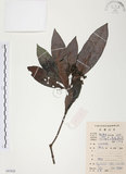 中文名:九節木(S083928)學名:Psychotria rubra (Lour.) Poir.(S083928)中文別名:牛屎烏英文名:Wild Coffee