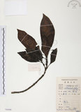 中文名:九節木(S084366)學名:Psychotria rubra (Lour.) Poir.(S084366)中文別名:牛屎烏英文名:Wild Coffee