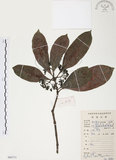 中文名:九節木(S084713)學名:Psychotria rubra (Lour.) Poir.(S084713)中文別名:牛屎烏英文名:Wild Coffee