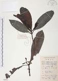 中文名:九節木(S084954)學名:Psychotria rubra (Lour.) Poir.(S084954)中文別名:牛屎烏英文名:Wild Coffee