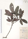 中文名:九節木(S085100)學名:Psychotria rubra (Lour.) Poir.(S085100)中文別名:牛屎烏英文名:Wild Coffee