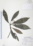 中文名:九節木(S085727)學名:Psychotria rubra (Lour.) Poir.(S085727)中文別名:牛屎烏英文名:Wild Coffee