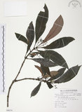 中文名:九節木(S086274)學名:Psychotria rubra (Lour.) Poir.(S086274)中文別名:牛屎烏英文名:Wild Coffee