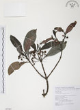 中文名:九節木(S087447)學名:Psychotria rubra (Lour.) Poir.(S087447)中文別名:牛屎烏英文名:Wild Coffee