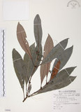 中文名:九節木(S088088)學名:Psychotria rubra (Lour.) Poir.(S088088)中文別名:牛屎烏英文名:Wild Coffee