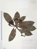 中文名:九節木(S089656)學名:Psychotria rubra (Lour.) Poir.(S089656)中文別名:牛屎烏英文名:Wild Coffee