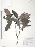 中文名:九節木(S091489)學名:Psychotria rubra (Lour.) Poir.(S091489)中文別名:牛屎烏英文名:Wild Coffee