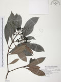 中文名:九節木(S091692)學名:Psychotria rubra (Lour.) Poir.(S091692)中文別名:牛屎烏英文名:Wild Coffee