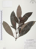 中文名:九節木(S092275)學名:Psychotria rubra (Lour.) Poir.(S092275)中文別名:牛屎烏英文名:Wild Coffee