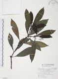 中文名:九節木(S092684)學名:Psychotria rubra (Lour.) Poir.(S092684)中文別名:牛屎烏英文名:Wild Coffee